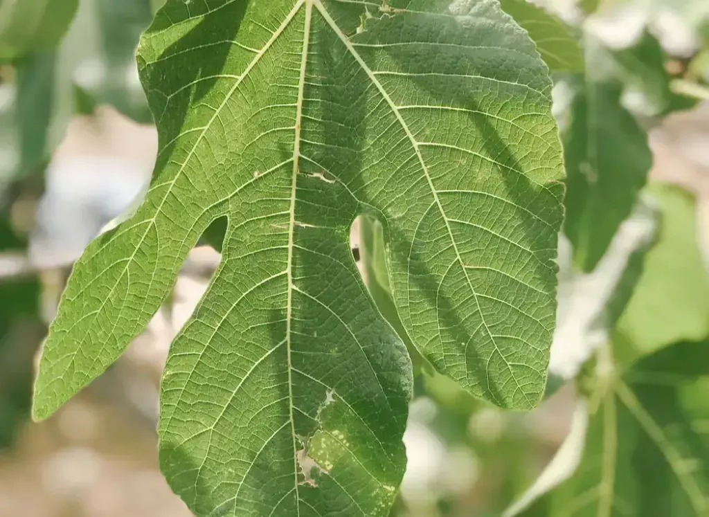 feuille de chêne