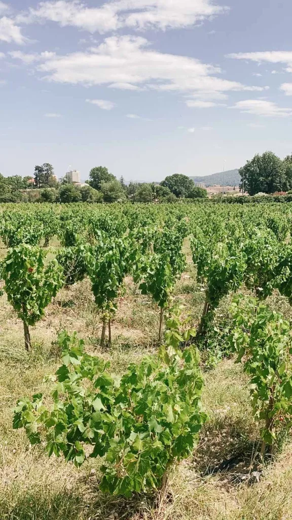 vignes attenantes aux château des salles