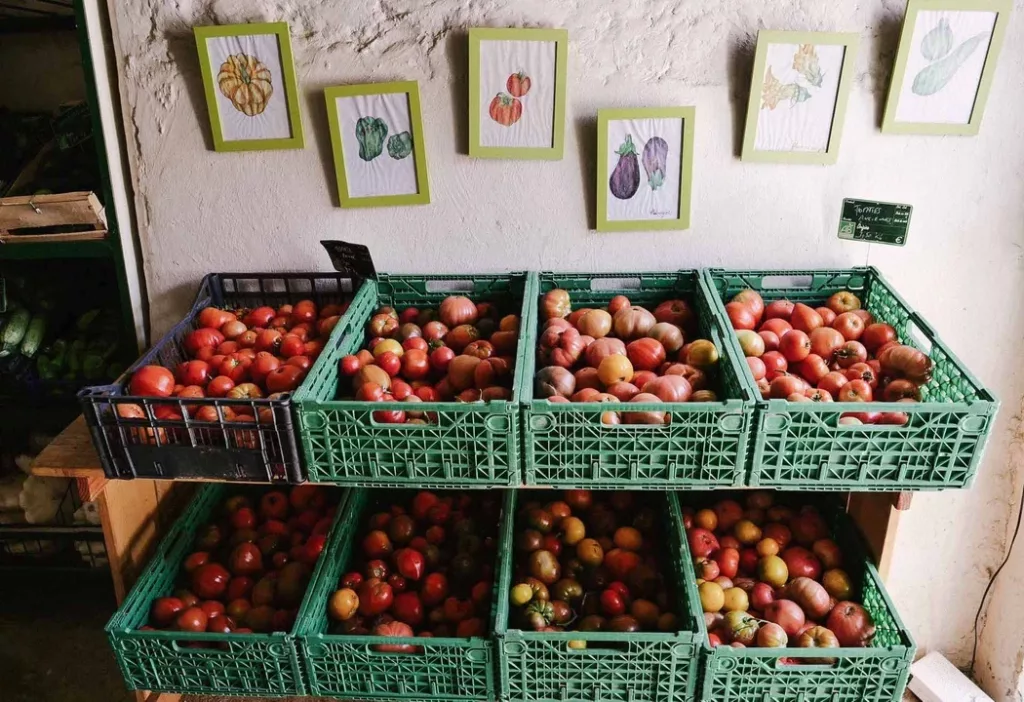 récoltes de tomates du potager biologique du château des salles